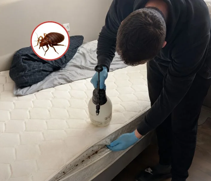 Technicien traitant un matelas contre les punaises de lit à Boissy-le-Cutté